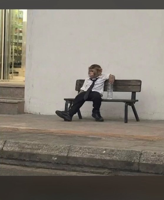 A monkey in a white shirt and tie slumps wearily on a wooden bench, holding a water bottle and staring off in dejected exhaustion—mirroring the poster's frustration and "done" feeling after losing money on De Bots that underperformed compared to Aliens.