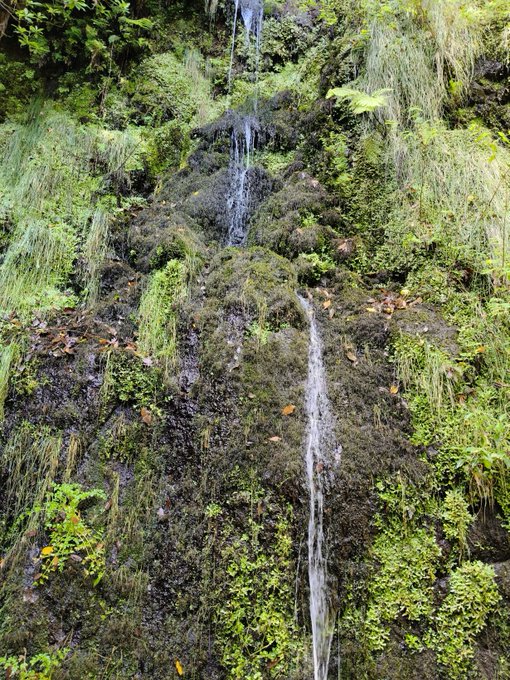A photograph of a lush green mossy rock face with a small waterfall cascading down the center, surrounded by ferns and vegetation.