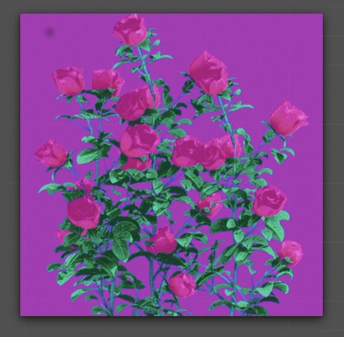 A stylized, high-contrast image displays a cluster of pink roses with vibrant green leaves set against a vivid magenta background, bordered by a gray frame with grid markings.