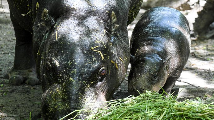 Two hippopotamuses stand in a muddy enclosure, feeding on a heap of fresh green grass.