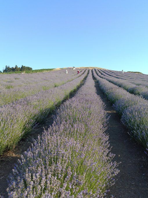 Rows of blooming lavender fields stretching up a hill under a clear blue sky, with a few small figures visible in the distance.