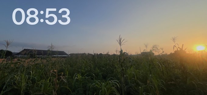 A landscape photo showing a field with tall grass at sunset, with the time '08:53' displayed in the upper left corner.