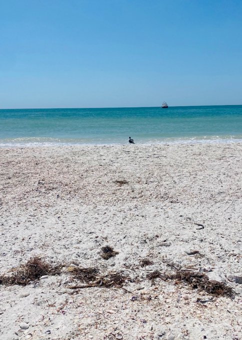 A serene beach scene with white sand, turquoise water, a clear blue sky, a bird standing at the shoreline, and a boat visible in the distance.