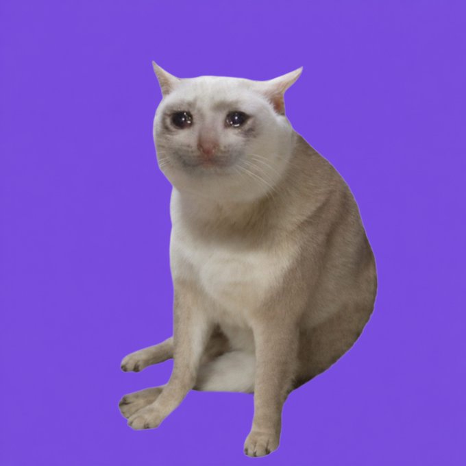 A light-colored cat sits against a solid purple background, looking slightly upward with a calm expression.