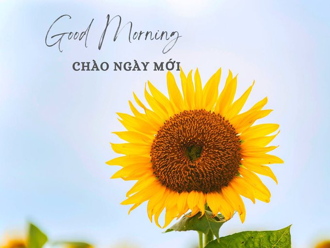 A bright yellow sunflower blooms against a blue sky, accompanied by the text 'Good Morning' and 'CHÀO NGÀY MỚI'.