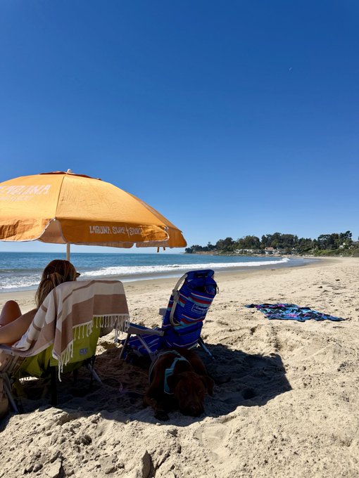 A person sits under an orange Lifeguard umbrella at a sunny beach with a brown dog resting on the sand beside a blue beach chair, with the ocean and coastline stretching into the distance.