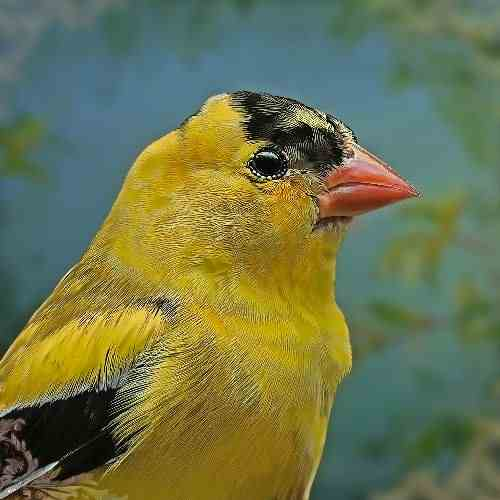 A close-up portrait of a yellow American goldfinch with a black cap and orange beak, perched against a blurred green background.