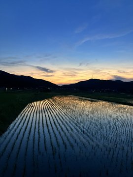 The image features a beautiful sunset over a field of rice plants, with the sun setting behind them. The sky is filled with hues of blue and orange as the sun dips below the horizon. The scene is captured from an aerial perspective, providing a stunning view of the landscape below.