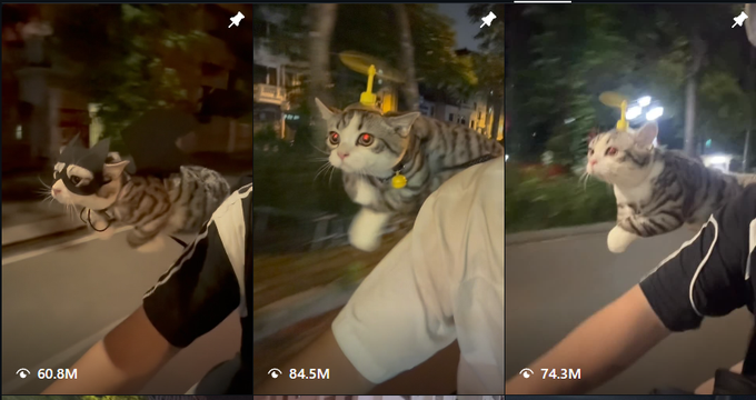 Three side-by-side screenshots of a viral video showing a tabby cat perched on someone's shoulder while they ride a motorbike at night, with view counts of 60.8M, 84.5M, and 74.3M.