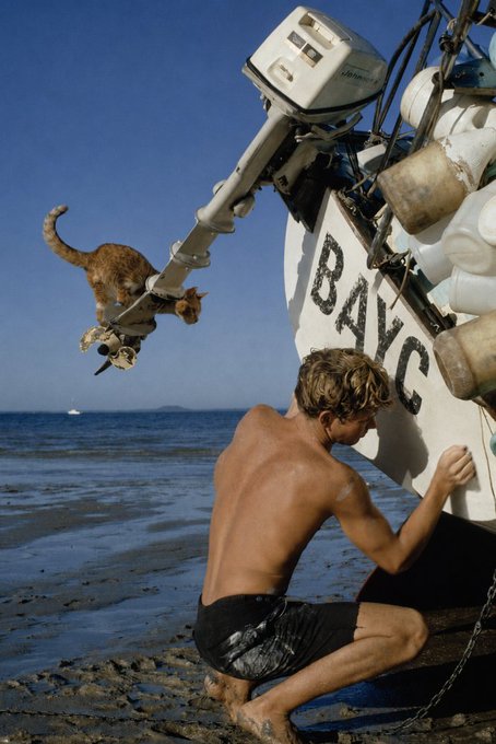 A shirtless young man kneels on a rocky beach next to a boat marked 'BAY C', while an orange cat clings to the boat's motor in mid-air against a blue sky.