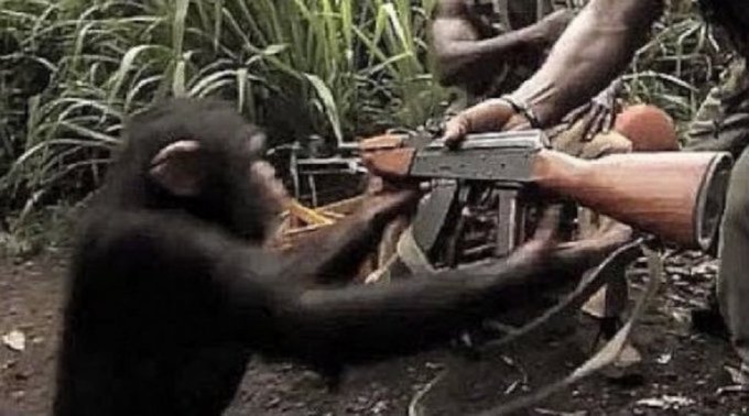 A young chimpanzee in a jungle environment reaches out to touch the barrel of an AK-style rifle held by a person in military camouflage clothing.