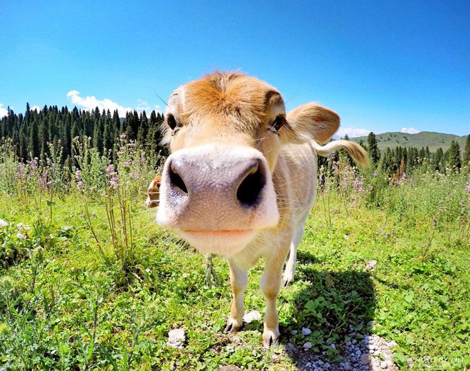 A close-up, wide-angle shot of a tan cow staring directly at the camera in a grassy field with wildflowers and a forest in the background.