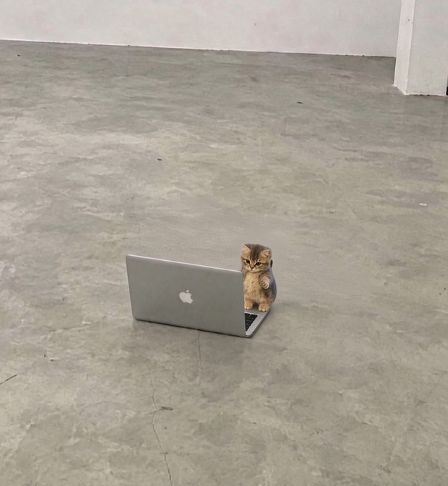 A small orange kitten stands next to an open silver Apple laptop on a concrete floor in a minimalist gray space.