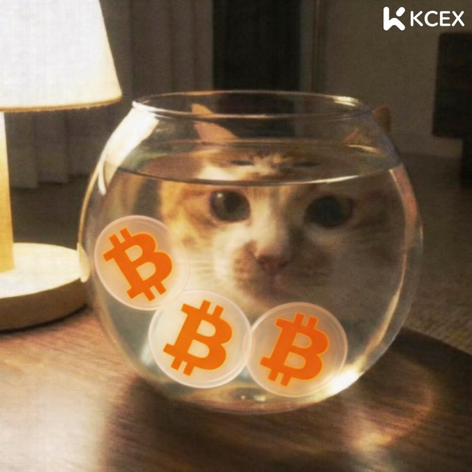 An orange and white cat inside a round fishbowl with three Bitcoin symbols overlaid on the glass, branded with 'KCEX' in the corner.