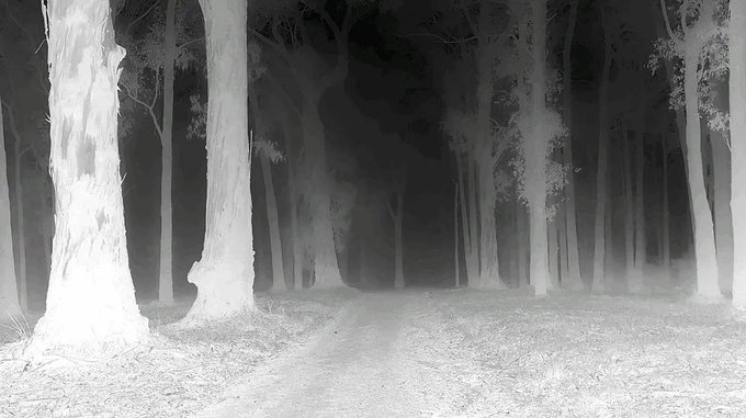 A monochrome, ethereal forest scene with glowing pale tree trunks flanking a dark, misty path that draws the eye toward a shadowy opening in the center, matching the caption's description of a negative-like woodland pathway where light and dark contrast in dreamlike tension.