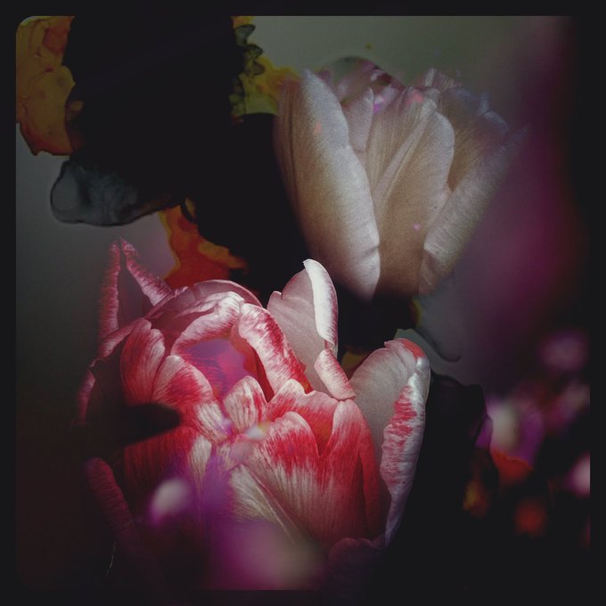 An artistic, close-up photograph of pink and red flower petals with deep black shadows and blurred colorful foreground elements creating a moody atmosphere.