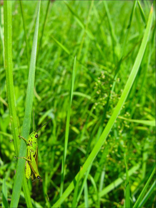 A green grasshopper clings to a blade of grass, blending seamlessly into the lush greenery that surrounds it, showcasing the beauty and effectiveness of natural camouflage.