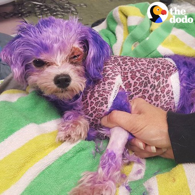 A small dog with purple-dyed fur, the inspiration for the VIOLETDOG project, rests on a colorful blanket, symbolizing resilience. The image relates to the project's message of honoring survival and the dog's story.