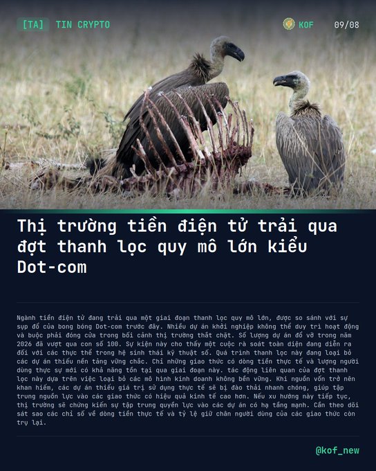 A graphic from "@kof_new" dated 09/08 with the "[TA] TIN CRYPTO" tag shows two vultures feeding on a carcass in a savanna, symbolizing the crypto market's "Dot-com"-style large-scale purge, where many startups have collapsed during market tightening, with the headline "Thị trường tiền điện tử trải qua đợt thanh lọc quy mô lớn kiểu Dot-com."