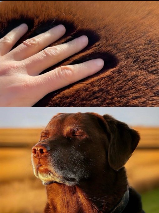 A composite image shows a hand petting a brown, furry surface on top, with a close-up of a chocolate Labrador's face on the bottom.