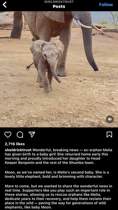 The image shows a baby elephant standing next to an adult elephant, both of them walking across a dirt field. The text in the image reads "Let's send $moon to the moon!! Ar2AuUroSpv4npPFDWEQ6XBzYmUU41jrYGbxs5ENpump". This message is related to an Instagram post, as indicated by the presence of the hashtag "#letscotttrustedworthless". The post seems to be about a fundraising campaign for the conservation of elephants.