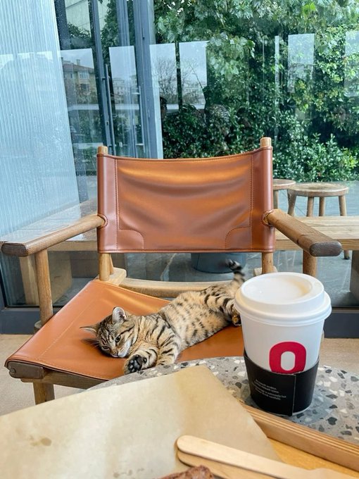 A tabby cat lounges on a brown leather chair next to a window, while a takeaway coffee cup sits on the table in the foreground.