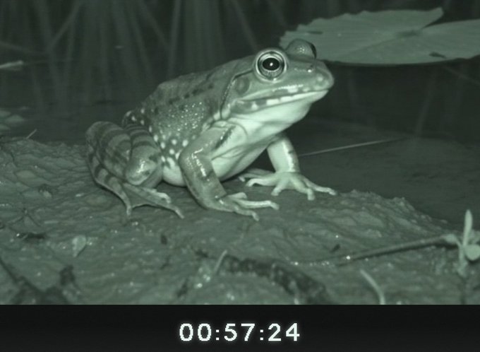 A night-vision trail camera captures a large frog perched on a log, with a timestamp of "00:57:24" displayed at the bottom—less than an hour into recording. The image humorously connects to the "$FRONG" caption, suggesting the frog's brief on-camera appearance before hopping out of frame.