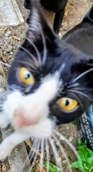 A close-up, slightly blurry photo of a black and white tuxedo cat with yellow eyes looking up at the camera.