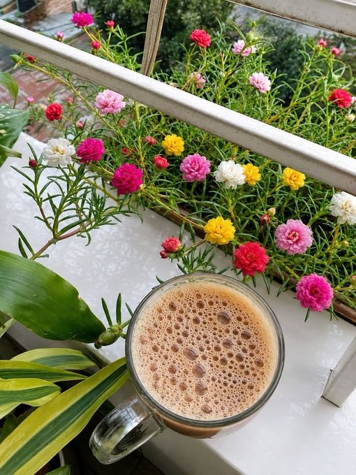 A glass mug of frothy coffee sitting on a white windowsill next to colorful pink, red, white, and yellow portulaca flowers.