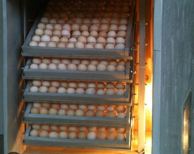 An incubator stacked with trays of eggs being warmed by a glowing heat source, humorously used as a metaphor in the post for diligently "incubating" daily until results hatch.