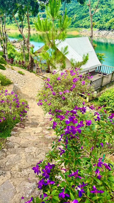 A scenic stone pathway winds through vibrant purple bougainvillea flowers past a white cabin and pine trees beside a turquoise lake.
