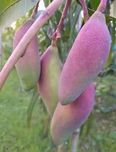 The image features a group of pink mangoes hanging from a tree branch, with some of them being ripe and ready for picking. The mangoes are arranged in various positions, indicating that they have been growing and ripening over time. The background is blurred, drawing attention to the mangoes as the main subject of the photo.