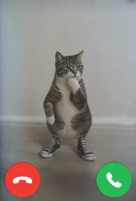 A tabby cat stands upright on its hind legs wearing black and white sneakers, posed in a "phone call" gesture with one paw raised to its face, framed by a red hang-up button and a green answer button mimicking a video call screen.

The image humorously reinforces the post's "conviction frens" message by featuring a comically serious cat literally "dialing in" to its investors about buying another 0.5% of $HMM token, suggesting the caller has billionaire-level commitment to the investment.