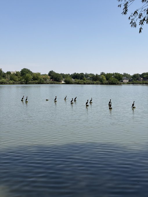 A serene lake scene with cormorants perched on a submerged barrier, trees lining the distant shore under a clear blue sky.