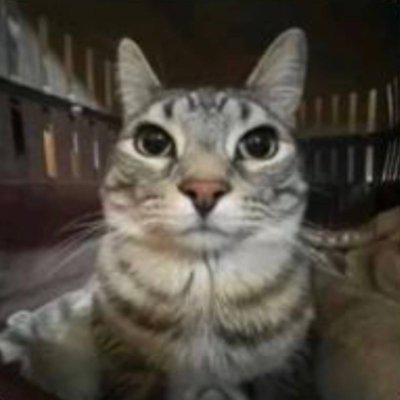 A close-up photo of a wide-eyed tabby cat looking directly at the camera with a surprised or innocent expression.