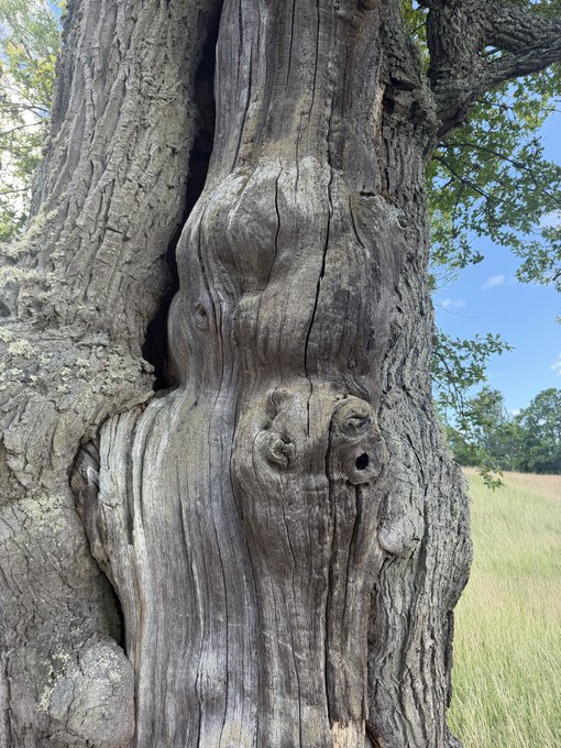 Close-up of an ancient, weathered tree trunk with a burl that naturally resembles a human face.