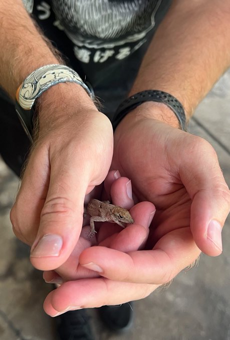 A pair of hands gently cradling a small brown lizard, with the person wearing silver bracelets and a black graphic t-shirt.