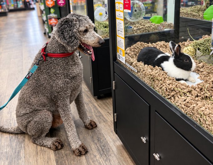A standard poodle with a teal leash sits on a wood floor in a pet store, looking through the glass at a black and white rabbit in its enclosure.