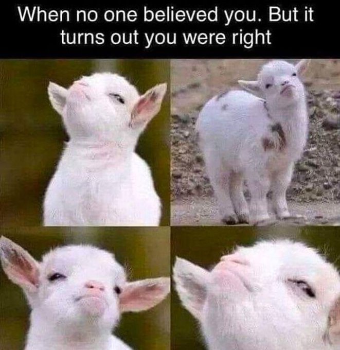 A four-panel meme showing a white goat with a smug, self-satisfied expression, captioned "When no one believed you. But it turns out you were right" — perfectly capturing the smug satisfaction of being proven correct after doubt.