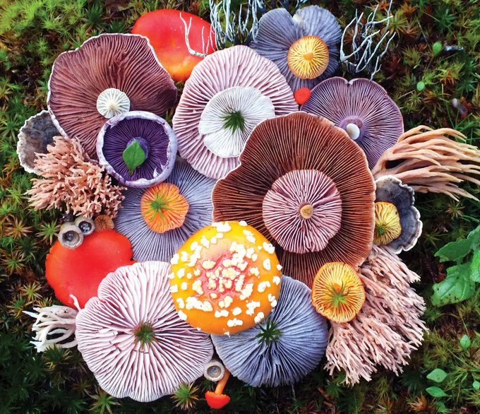 A photograph displays an arrangement of various colorful mushrooms, including a bright orange spotted Amanita muscaria, purple, pink, and brown capped varieties, resting on a bed of green moss.