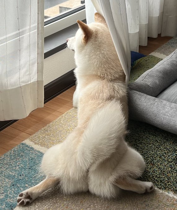 A white dog sits on a patterned rug by a sliding glass door, looking out the window past sheer curtains.