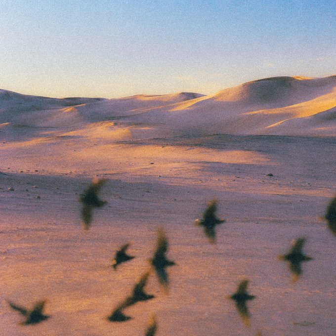 A photograph of birds in flight silhouetted against sand dunes illuminated by the warm orange and pink light of sunset or sunrise.
