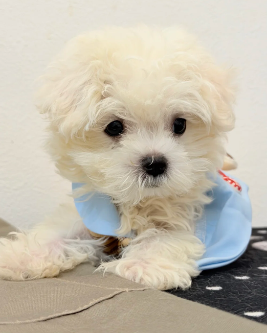 A small white fluffy puppy wearing a light blue shirt, lying on a surface and looking at the camera.
