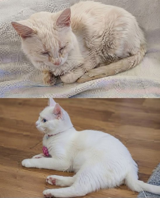 Two cream-colored cats rest on soft blankets, one with closed eyes lying on a patterned blanket and another white cat lounging on a wooden floor wearing a pink bow collar.