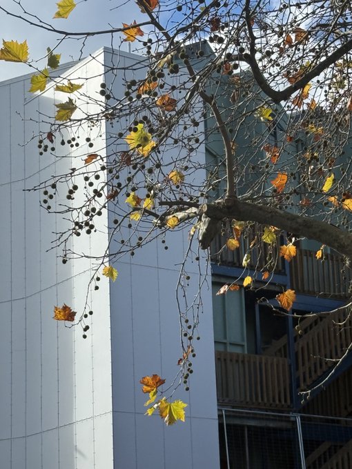A bare tree branch with scattered autumn leaves and dark seed pods set against the white and blue facade of a modern building.