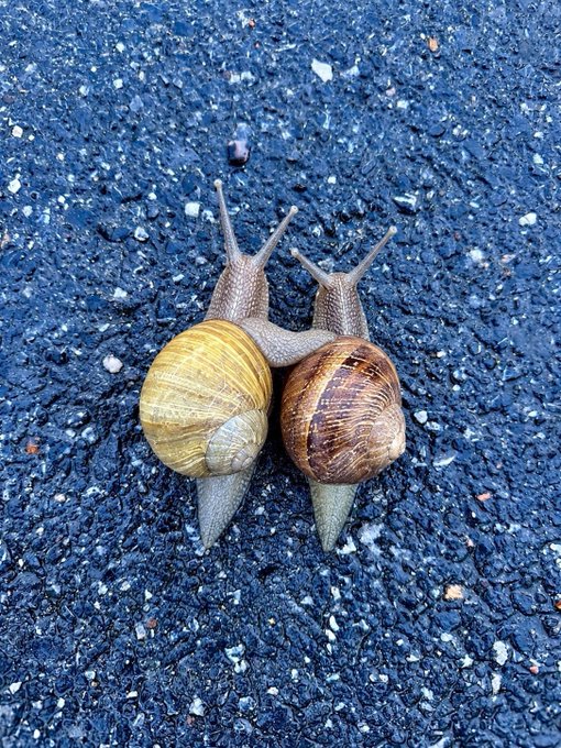 Close-up photograph of two snails on dark asphalt, one with a yellow striped shell and the other with a darker brown shell, appearing to touch antennae together.