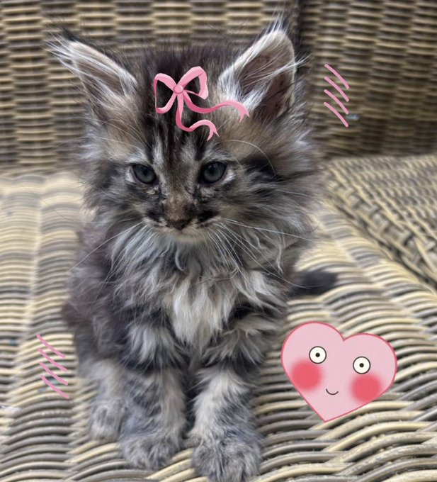 A fluffy gray Maine Coon kitten sits on a wicker chair, decorated with a pink bow and heart emoji doodles overlaid on the image.