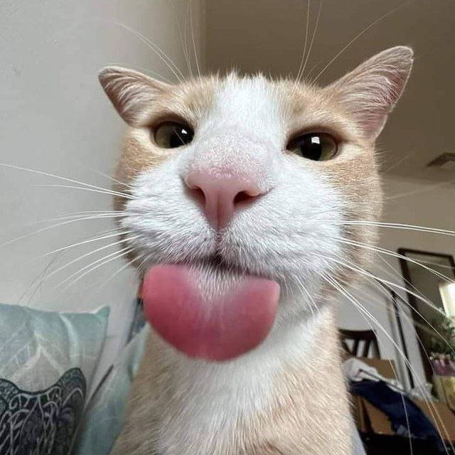 A close-up photograph of a cream and white cat with its tongue sticking out, looking directly at the camera.