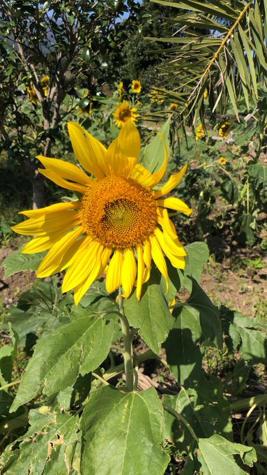 A vibrant yellow sunflower in full bloom surrounded by green leaves and other sunflowers in a garden setting.