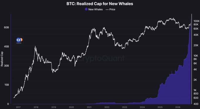 A CryptoQuant chart titled "BTC: Realized Cap for New Whales" tracks Bitcoin's realized capitalization held by new whale entities (in blue) alongside BTC's price (white line) from 2017 through 2026, showing the blue realized cap surging dramatically to roughly $60B+ in recent months despite the price hovering around $60K–$80K—suggesting fresh whale accumulation is outpacing price action.